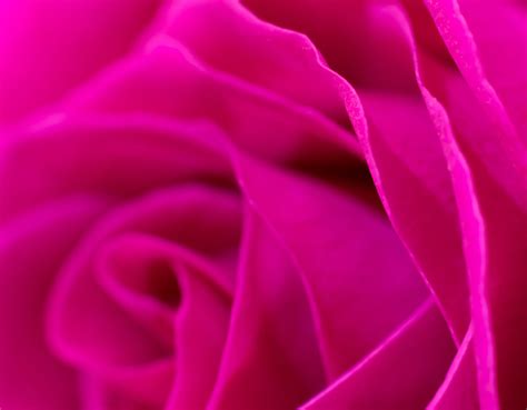 Magenta Photo .